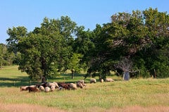 cattle grazing on a sunny field