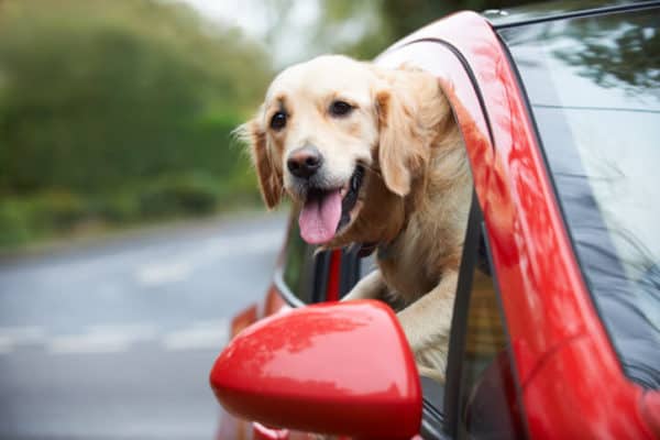 golden retriever sticking its head out of the window of a red car
