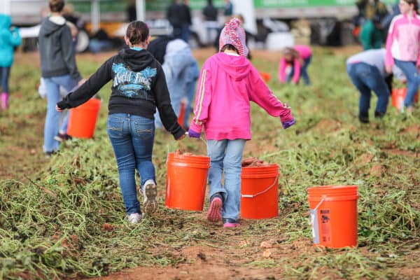 young children carrying buckets of picked sweet potatoes